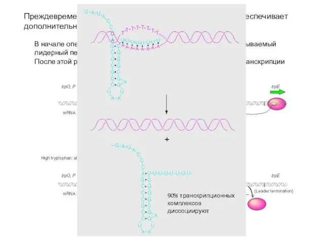 Преждевременная остановка транскрипции (attenuation) обеспечивает дополнительную репрессию В начале оперона находится короткая