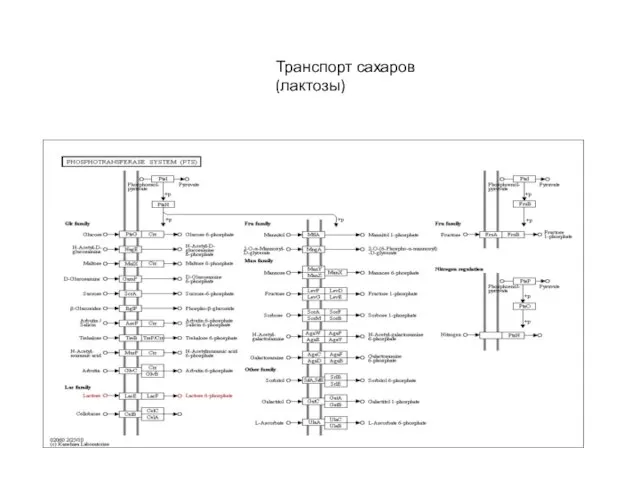 Транспорт сахаров (лактозы)