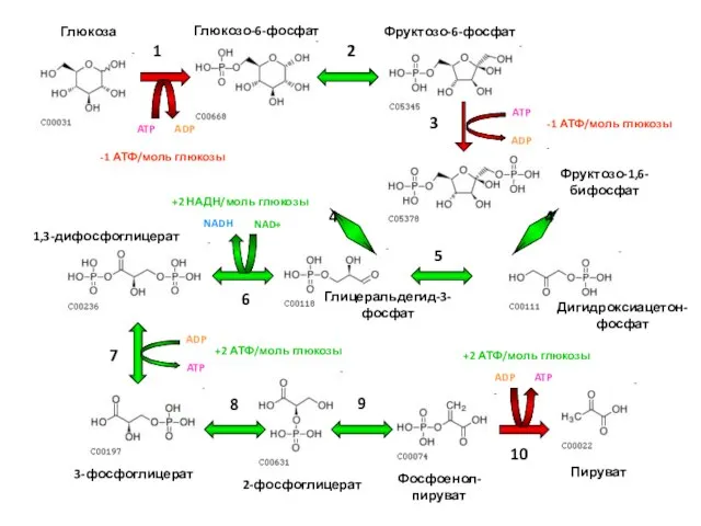 ADP ATP NADH NAD+ ADP ATP ADP ATP ADP ATP -1 АТФ/моль