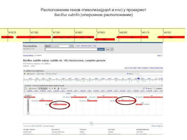 Расположение генов гликолиза(gapA и eno) у прокариот Bacillus subtilis (оперонное расположение)