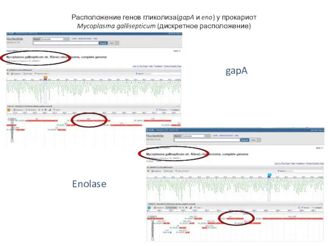 Расположение генов гликолиза(gapA и eno) у прокариот Mycoplasma gallisepticum (дискретное расположение) gapA Enolase