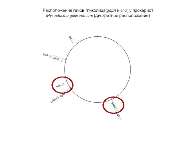 Расположение генов гликолиза(gapA и eno) у прокариот Mycoplasma gallisepticum (дискретное расположение)