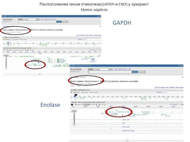 Расположение генов гликолиза(GAPDH и ENO) у эукариот Homo sapiens GAPDH Enolase