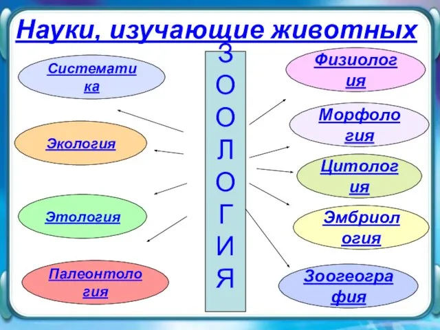 Морфология Морфология Физиология Цитология Систематика Экология Палеонтология Эмбриология З О О Л