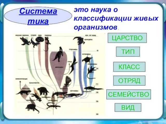 Систематика Систематика это наука о классификации живых организмов. ВИД ЦАРСТВО ТИП КЛАСС ОТРЯД СЕМЕЙСТВО