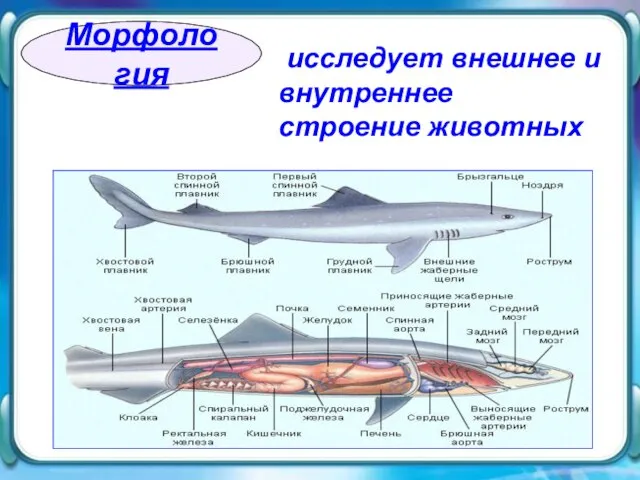 исследует внешнее и внутреннее строение животных исследует внешнее и внутреннее строение животных Морфология