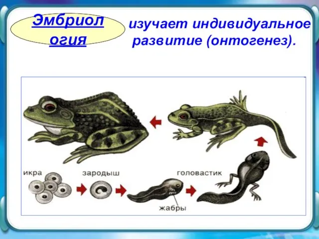 изучает индивидуальное развитие (онтогенез). изучает индивидуальное развитие (онтогенез). Эмбриология