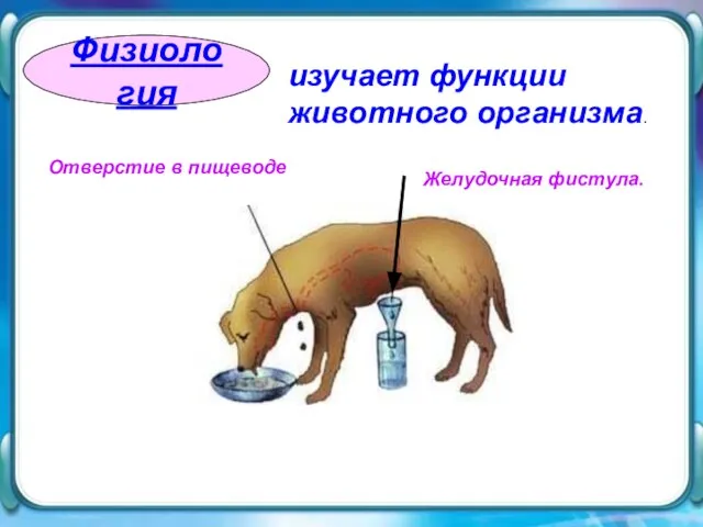 Физиология Физиология изучает функции животного организма. Отверстие в пищеводе Желудочная фистула.