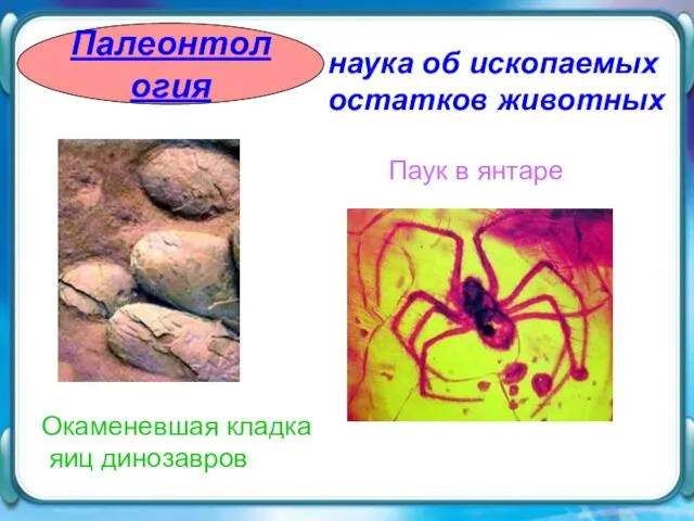 Палеонтология Палеонтология наука об ископаемых остатков животных Паук в янтаре Окаменевшая кладка яиц динозавров