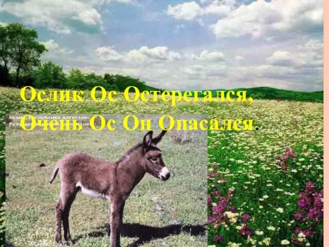 Ослик Ос Остерегался, Очень Ос Он Опасался.