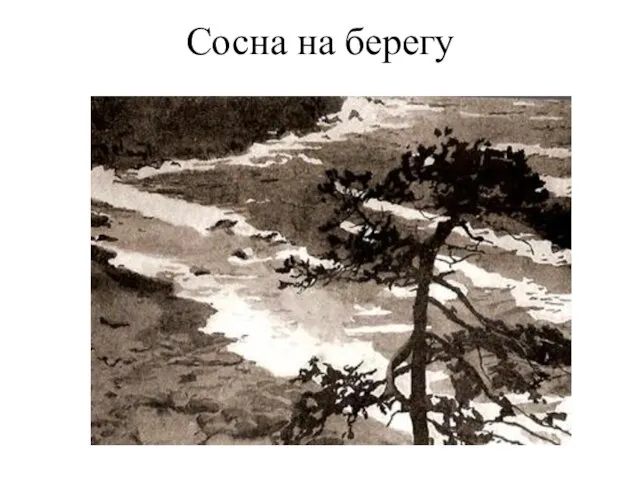 Сосна на берегу