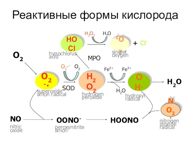 Реактивные формы кислорода HOCl 1O2 OH· H2O2 O2-· NO2· SOD O2-· O2