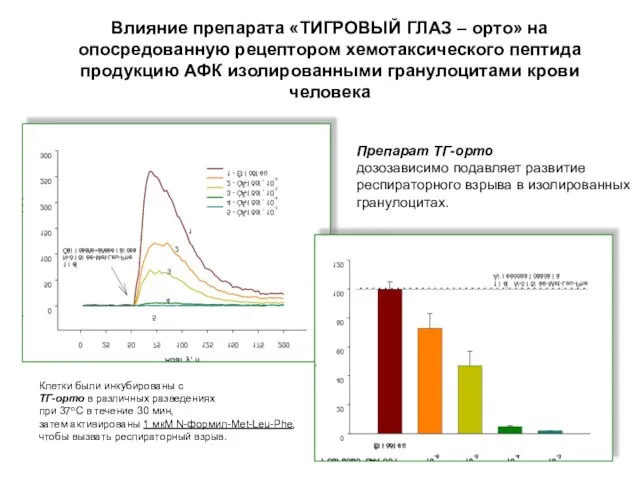 Влияние препарата «ТИГРОВЫЙ ГЛАЗ – орто» на опосредованную рецептором хемотаксического пептида продукцию