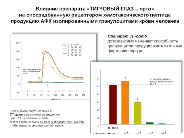 Клетки были инкубированы с ТГ-орто в различных разведениях при 37оС в течение