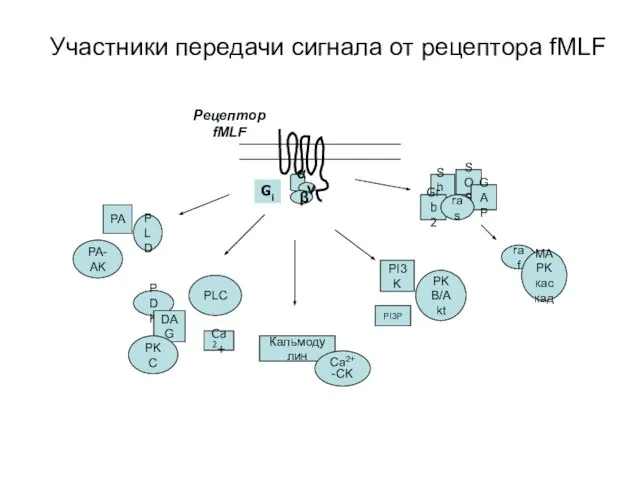 PDK Участники передачи сигнала от рецептора fMLF Рецептор fMLF Gi Shc Grb2