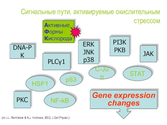 Сигнальные пути, активируемые окислительным стрессом HSF1 C-Jun NF-kB STAT PLCγ1 PKC PI3K
