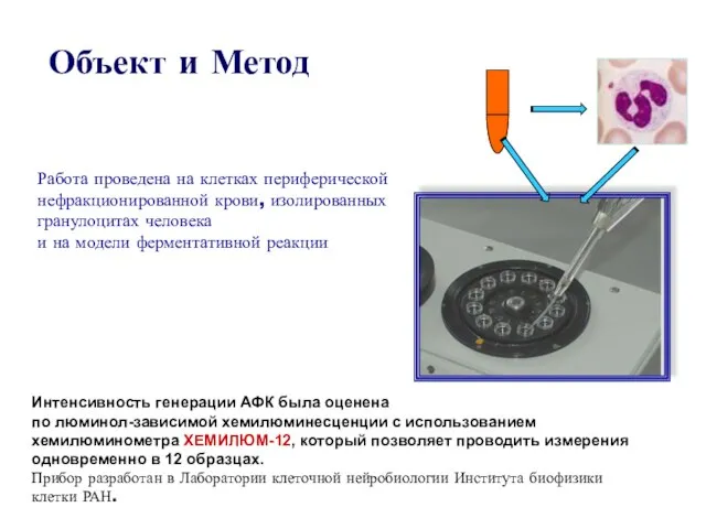 Объект и Метод Работа проведена на клетках периферической нефракционированной крови, изолированных гранулоцитах