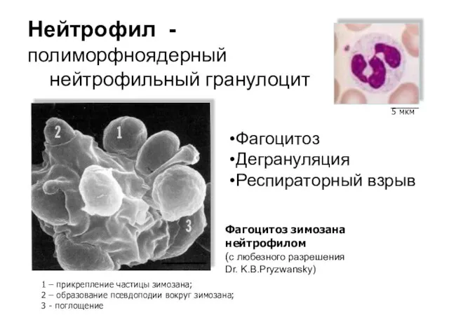 Нейтрофил - полиморфноядерный нейтрофильный гранулоцит Фагоцитоз Дегрануляция Респираторный взрыв Фагоцитоз зимозана нейтрофилом