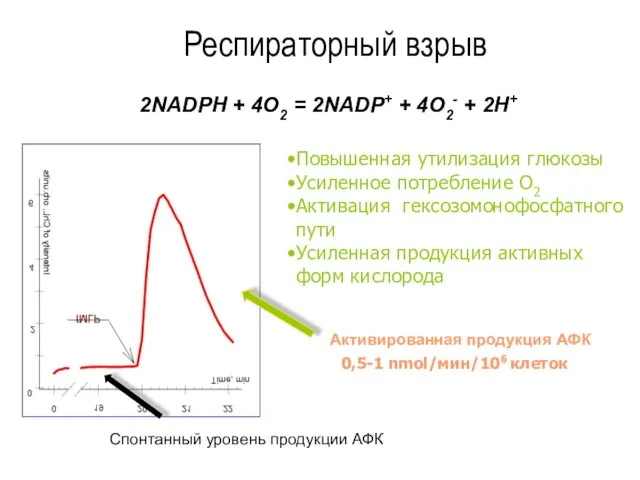 Респираторный взрыв 2NADPH + 4O2 = 2NADP+ + 4O2- + 2H+ 0,5-1