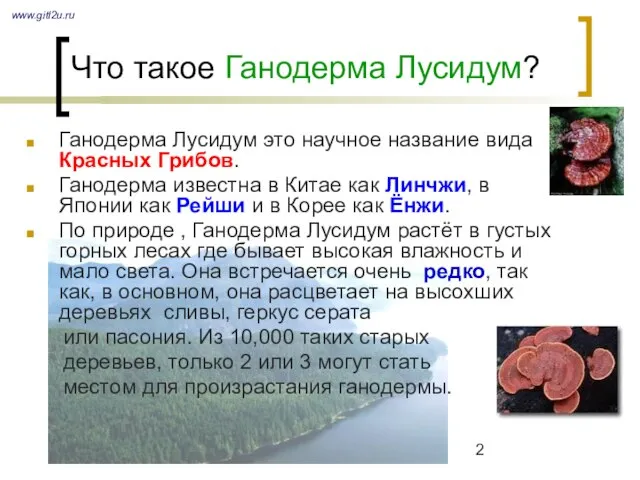 Что такое Ганодерма Лусидум? Ганодерма Лусидум это научное название вида Красных Грибов.