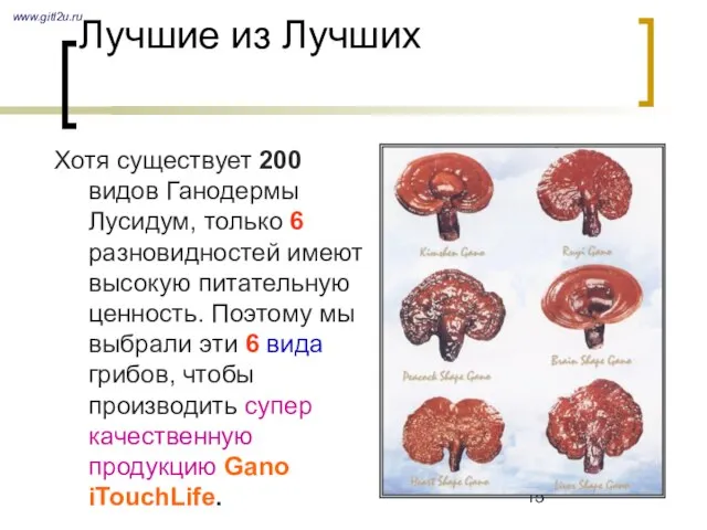 Лучшие из Лучших Хотя существует 200 видов Ганодермы Лусидум, только 6 разновидностей