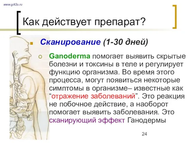 Как действует препарат? Сканирование (1-30 дней) Ganoderma помогает выявить скрытые болезни и