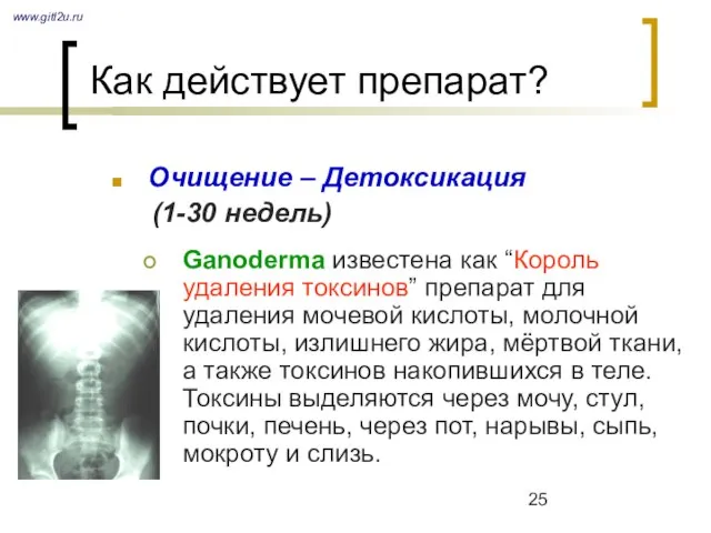 Как действует препарат? Очищение – Детоксикация (1-30 недель) Ganoderma известена как “Король