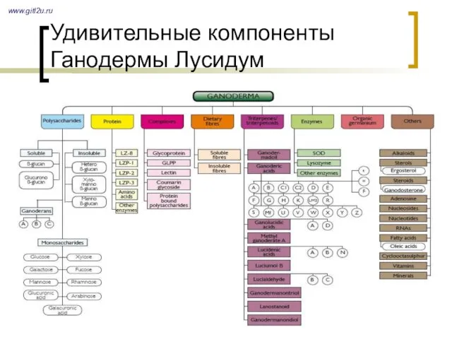 Удивительные компоненты Ганодермы Лусидум www.gitl2u.ru