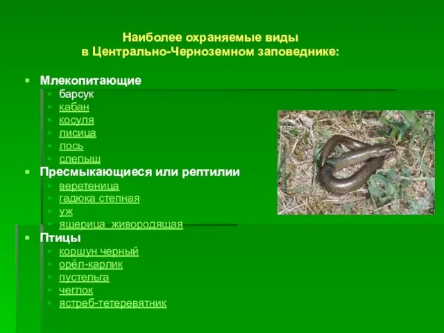 Наиболее охраняемые виды в Центрально-Черноземном заповеднике: Млекопитающие барсук кабан косуля лисица лось