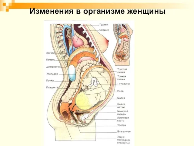 Изменения в организме женщины