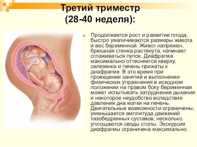 Третий триместр (28-40 неделя): Продолжается рост и развитие плода, быстро увеличиваются размеры