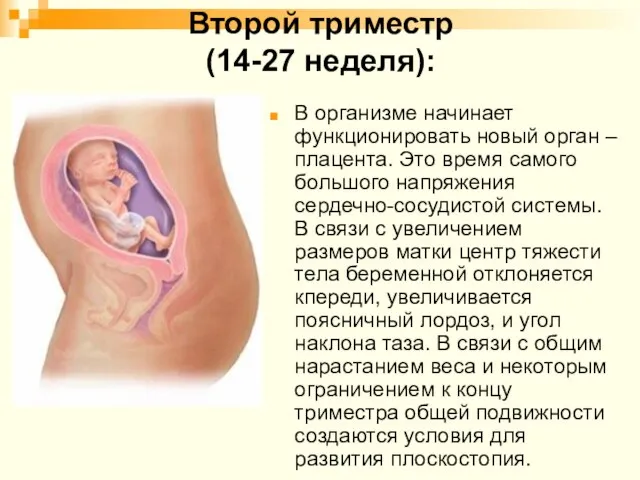 Второй триместр (14-27 неделя): В организме начинает функционировать новый орган – плацента.