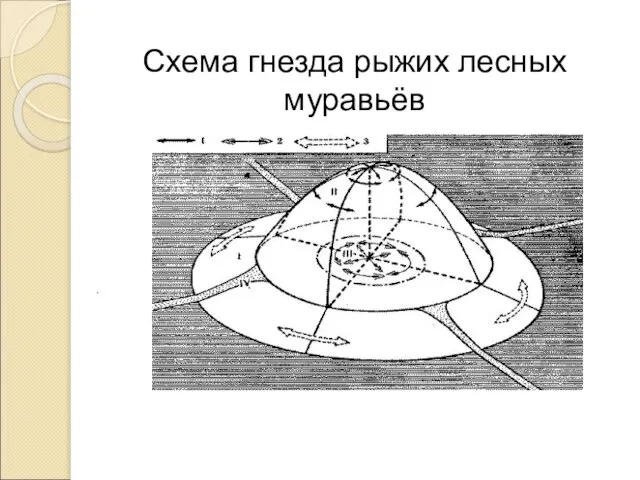 . Схема гнезда рыжих лесных муравьёв