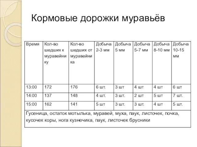 Кормовые дорожки муравьёв