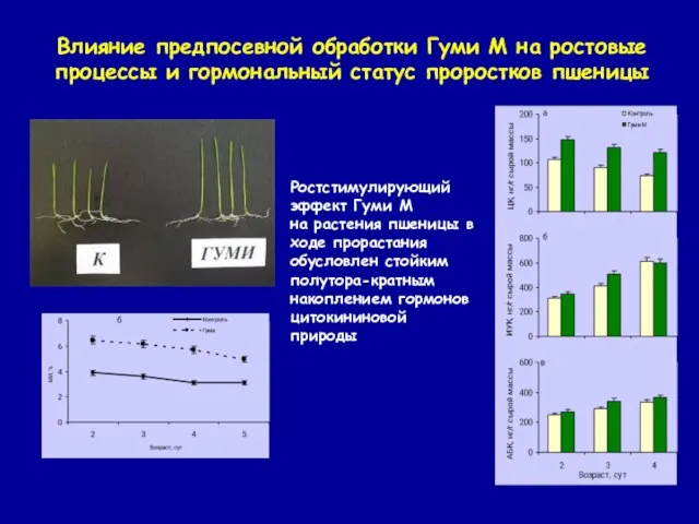 Влияние предпосевной обработки Гуми М на ростовые процессы и гормональный статус проростков