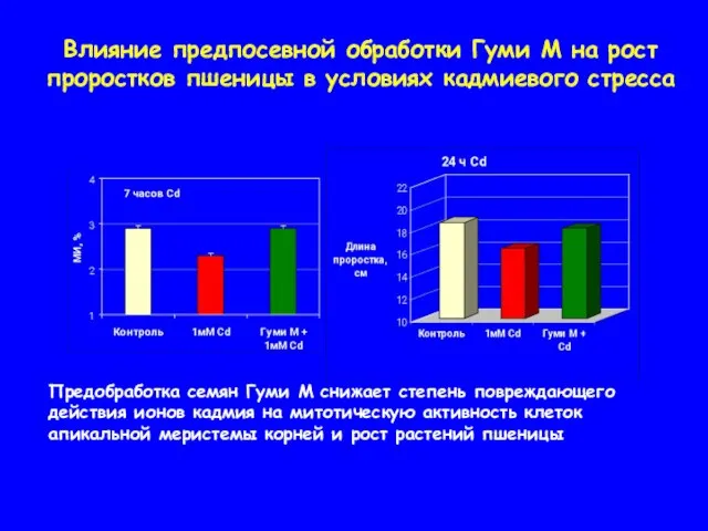 Влияние предпосевной обработки Гуми М на рост проростков пшеницы в условиях кадмиевого