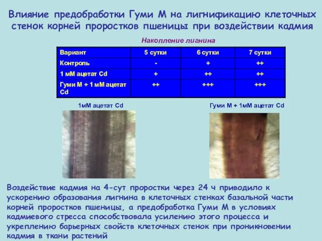 Влияние предобработки Гуми М на лигнификацию клеточных стенок корней проростков пшеницы при