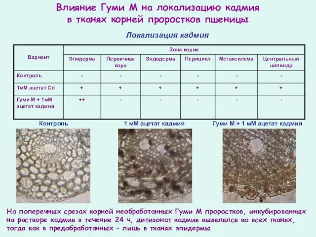 1 мМ ацетат кадмия Гуми М + 1 мМ ацетат кадмия Влияние