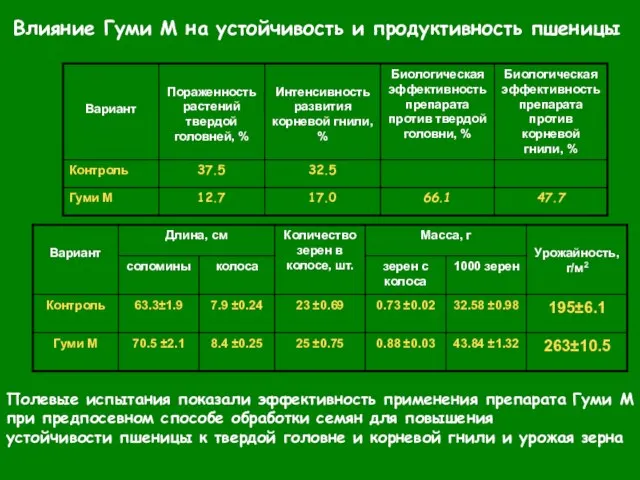 Полевые испытания показали эффективность применения препарата Гуми М при предпосевном способе обработки