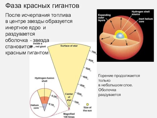 Фаза красных гигантов После исчерпания топлива в центре звезды образуется инертное ядро