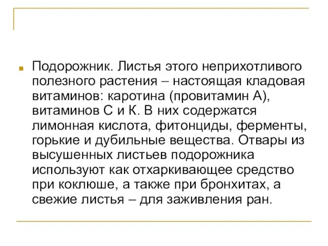 Подорожник. Листья этого неприхотливого полезного растения – настоящая кладовая витаминов: каротина (провитамин