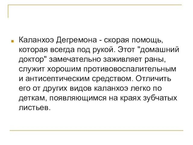 Каланхоэ Дегремона - скорая помощь, которая всегда под рукой. Этот "домашний доктор"