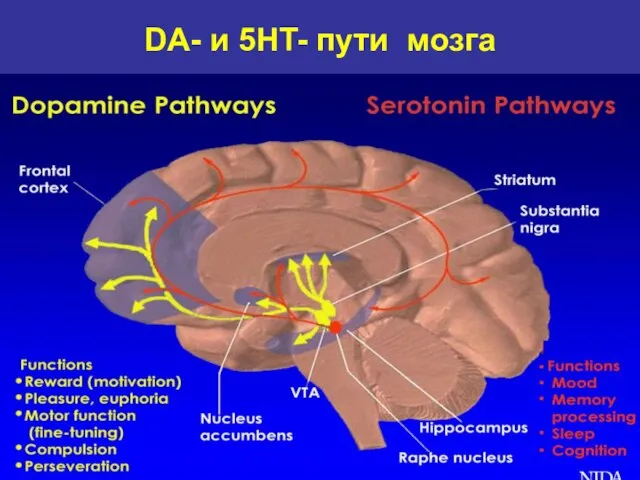 DA- и 5HT- пути мозга