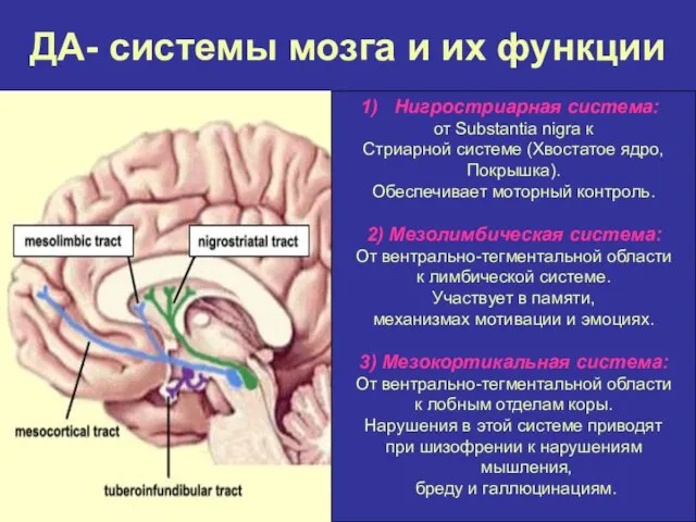 ДА- системы мозга и их функции Нигростриарная система: от Substantia nigra к