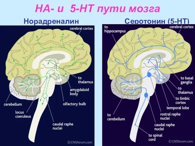 НА- и 5-НТ пути мозга Норадреналин Серотонин (5-НТ)
