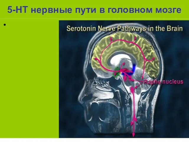 5-НТ нервные пути в головном мозге
