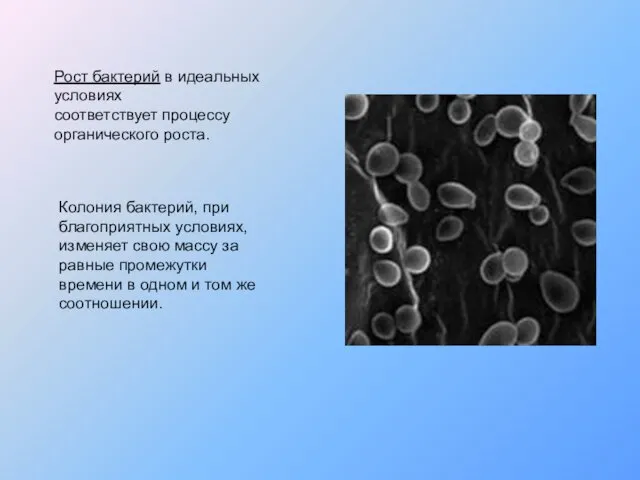 Колония бактерий, при благоприятных условиях, изменяет свою массу за равные промежутки времени