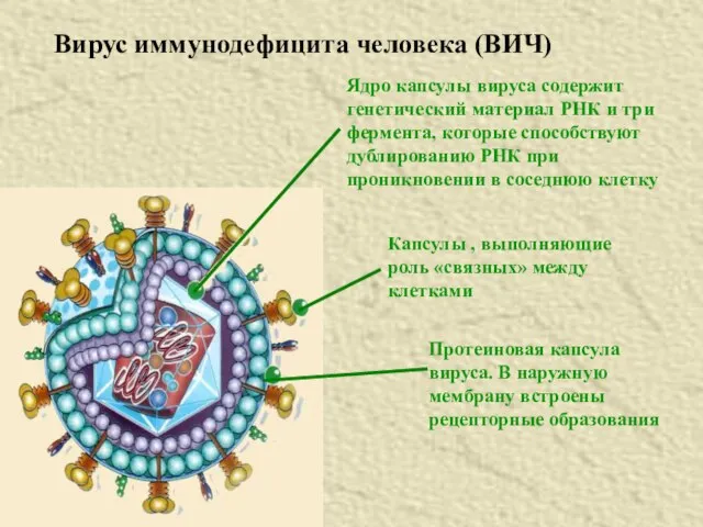 Вирус иммунодефицита человека (ВИЧ) Ядро капсулы вируса содержит генетический материал РНК и