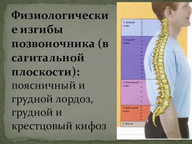 Физиологические изгибы позвоночника (в сагитальной плоскости): поясничный и грудной лордоз, грудной и крестцовый кифоз