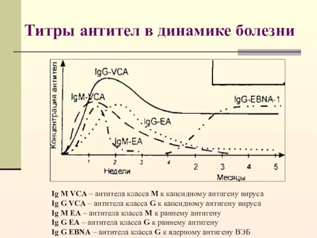 Титры антител в динамике болезни Ig M VCA – антитела класса М